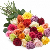 Multicolored Roses