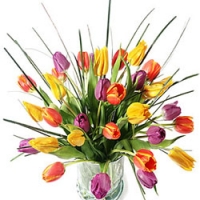 15 Tulip for your mom