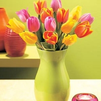 20 pieces tulip