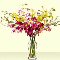 Mixes Orchids