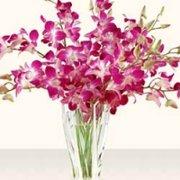 Orchids for mom